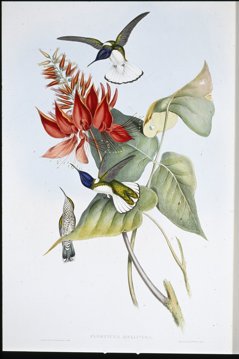 Jacobin (Florisuga Mellivora) (håndfarvet litho) af John (after) Gould