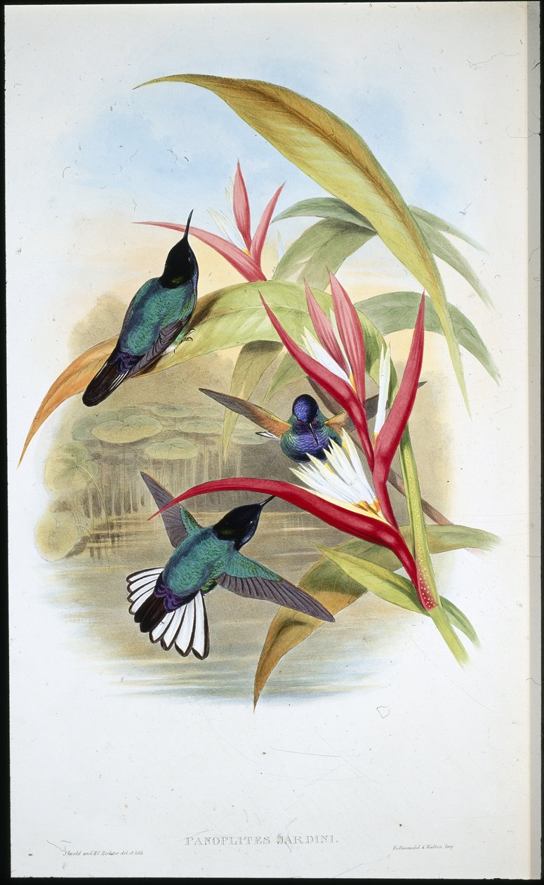 Jardins Panoplites (Panoplites Jardini) (håndfarvet litho) af John (after) Gould