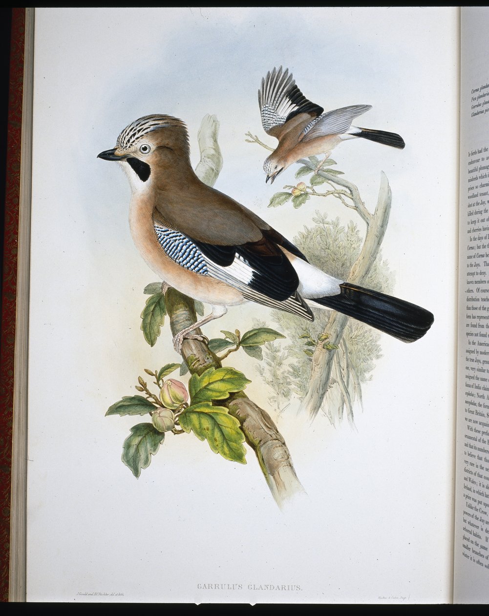 Jay (Garrulus Glandarius) (håndfarvet litho) af John (after) Gould