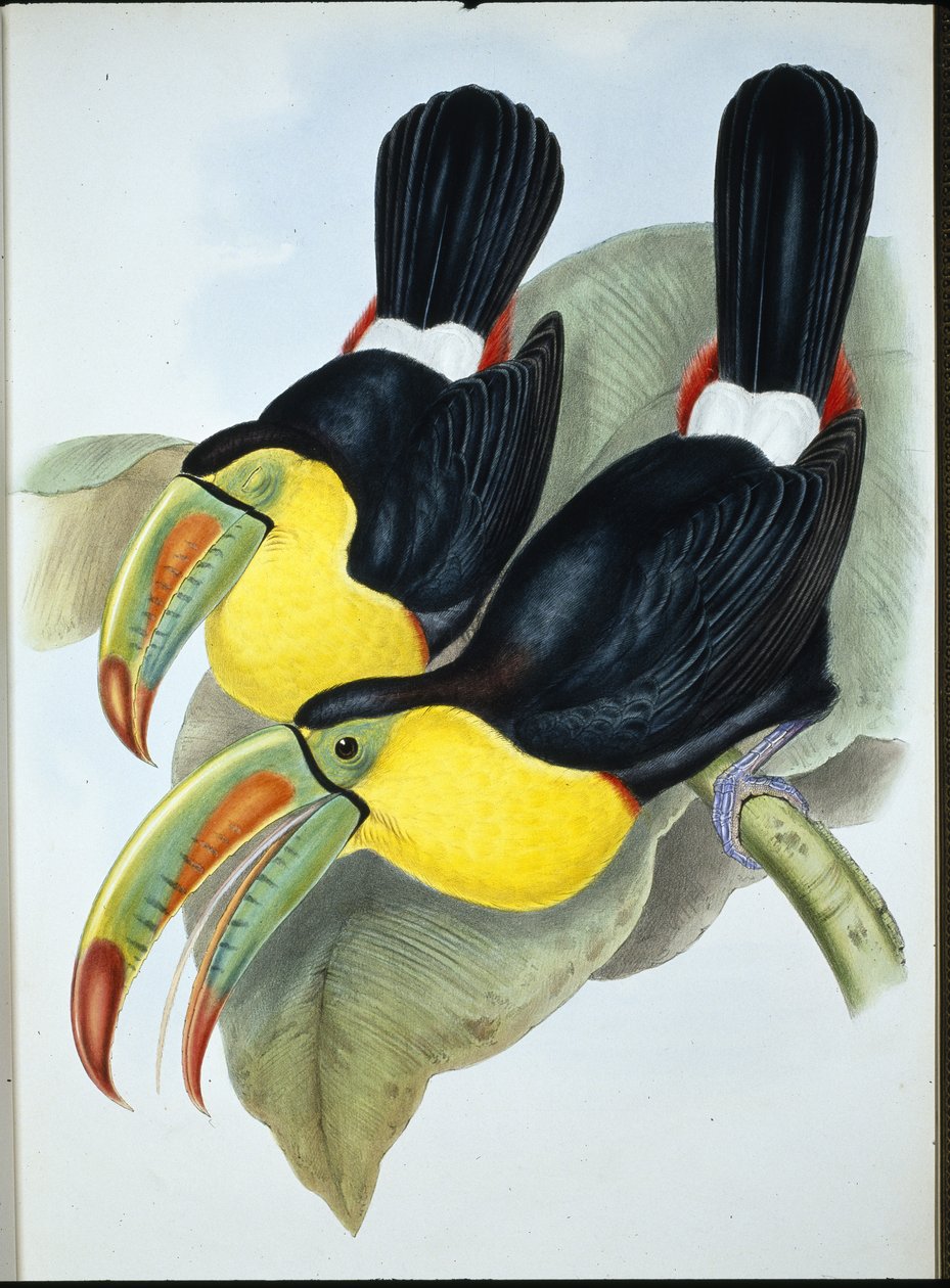 Kølnæbbet Tukan (Ramphastos Carinatus) (håndfarvet litho) af John (after) Gould