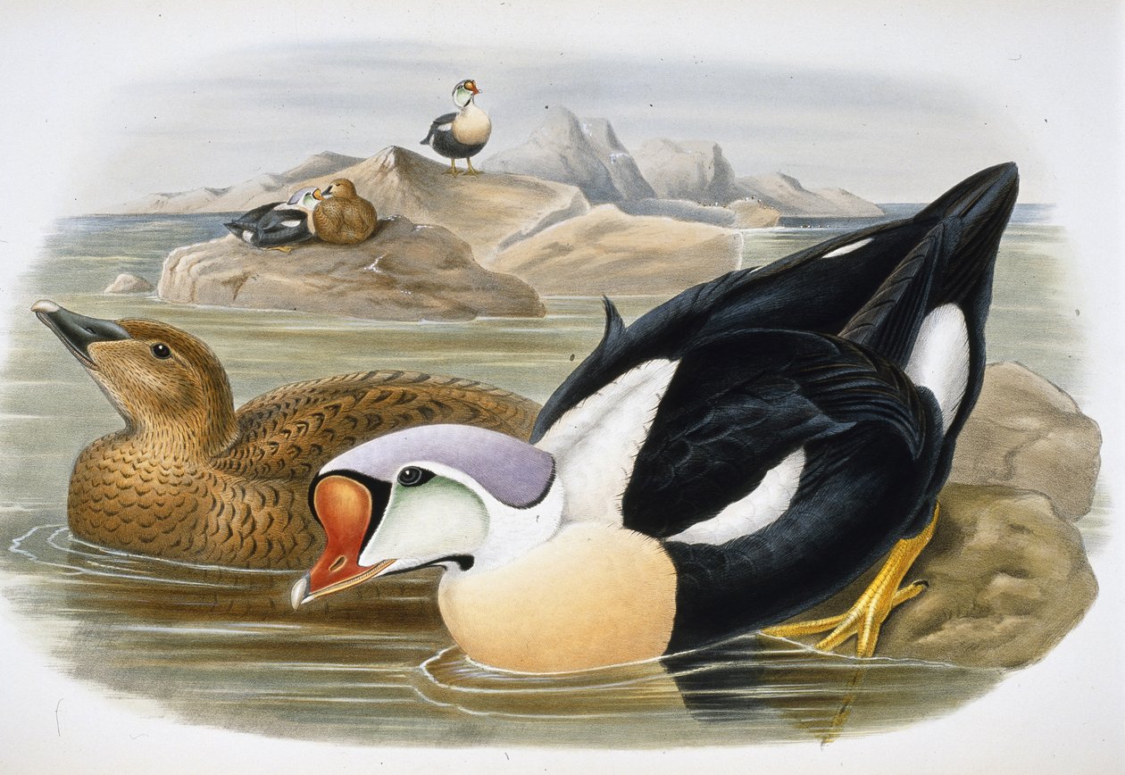 Kongeand (Somateria Spectabilis) (håndfarvet litho) af John (after) Gould