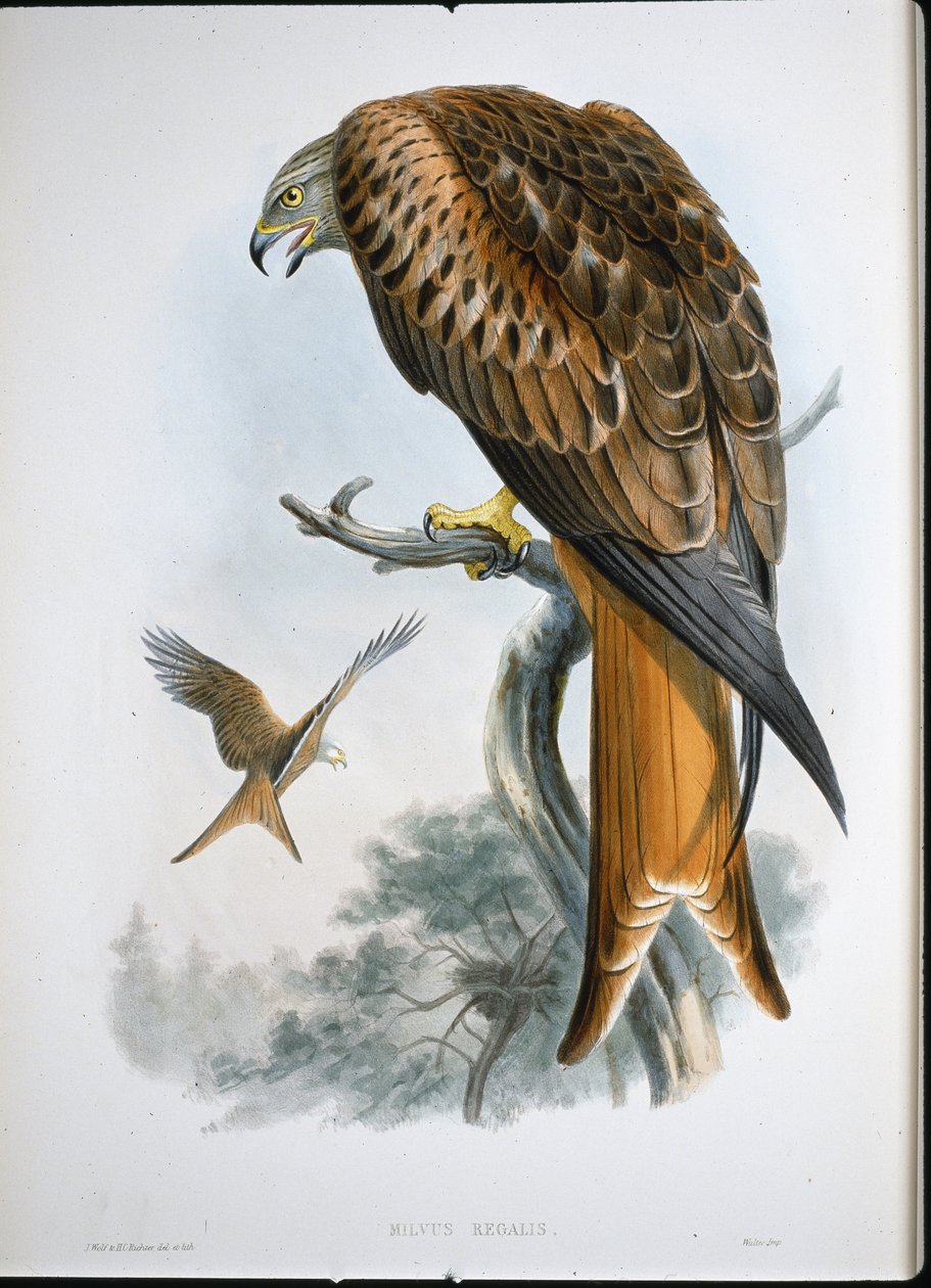 Glidedrage (Milvus Regalis) (farvet gravering) af John (after) Gould