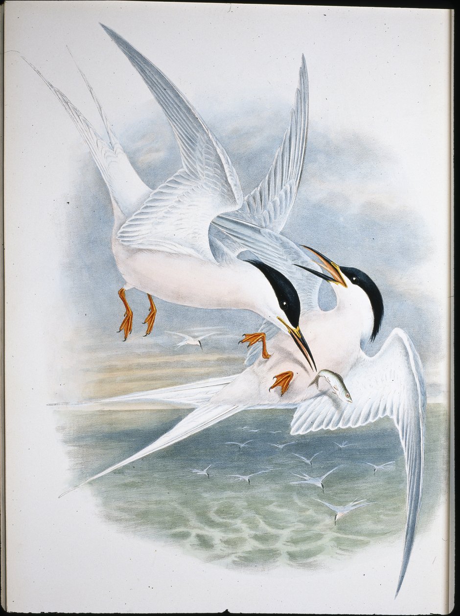 Glidedrage (Milvus Regalis) (håndfarvet litho) af John (after) Gould