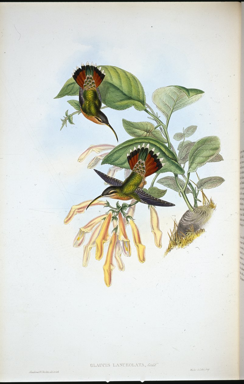 Lancelolate Eremit (Glaucis Lanceolata) (håndfarvet litho) af John (after) Gould