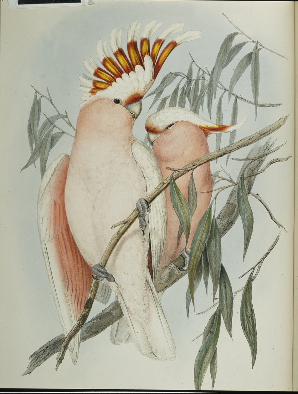 Leadbeaters kakadue (Cacatua Leadbeateri) (håndfarvet litho) af John (after) Gould