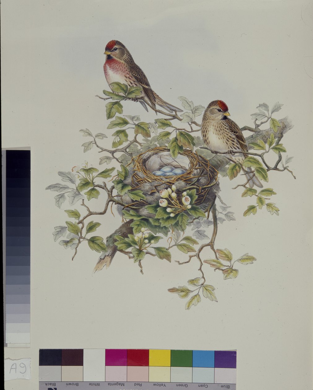 Lille rødpolle (Aegisthus Rufescens) (håndfarvet litho) af John (after) Gould