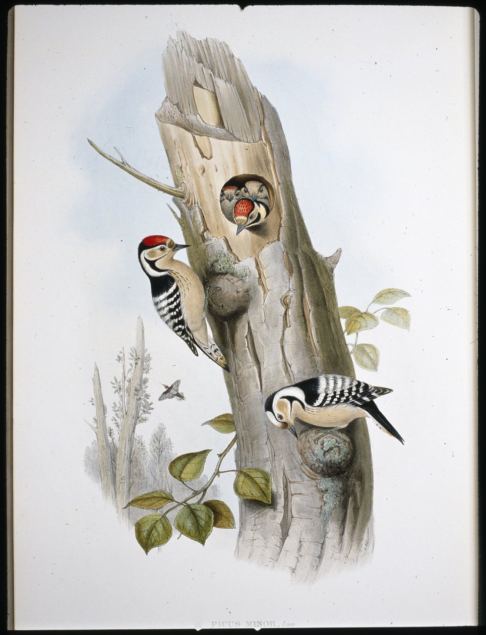 Lille spætte (Picus Minor) (håndfarvet litho) af John (after) Gould
