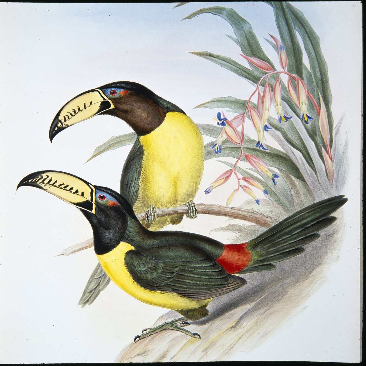 Aracari-tukan med bogstaver (Pteroglossus Inscriptus) (håndfarvet litho) af John (after) Gould