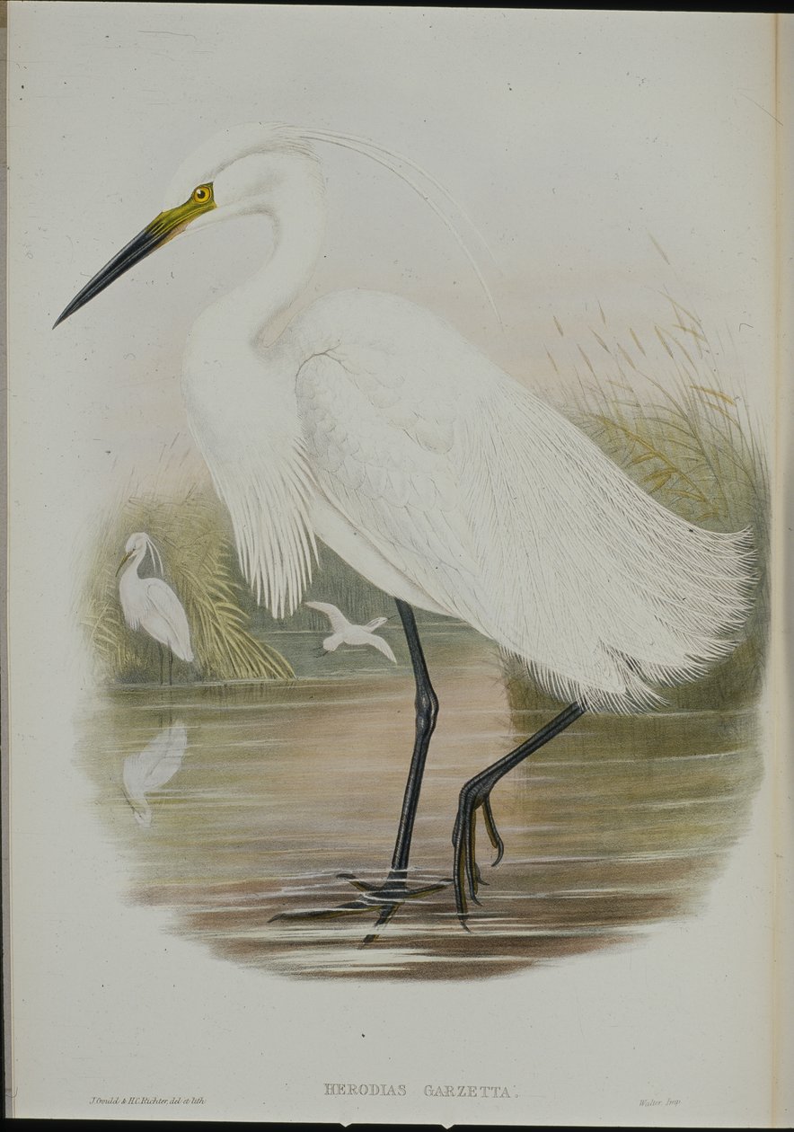 Lille Egret (Egretta Garzetta) (håndfarvet litho) af John (after) Gould