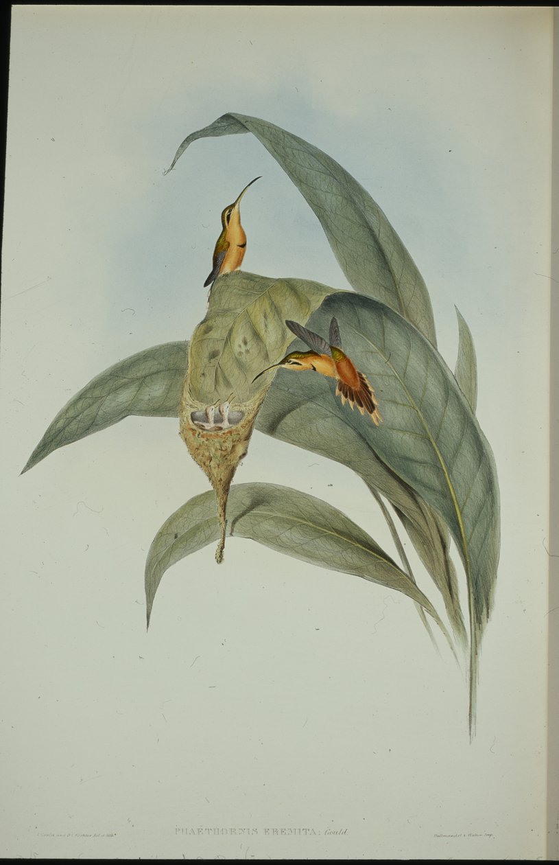 Lille eremit (Phaethornis eremita) (håndfarvet litho) af John (after) Gould