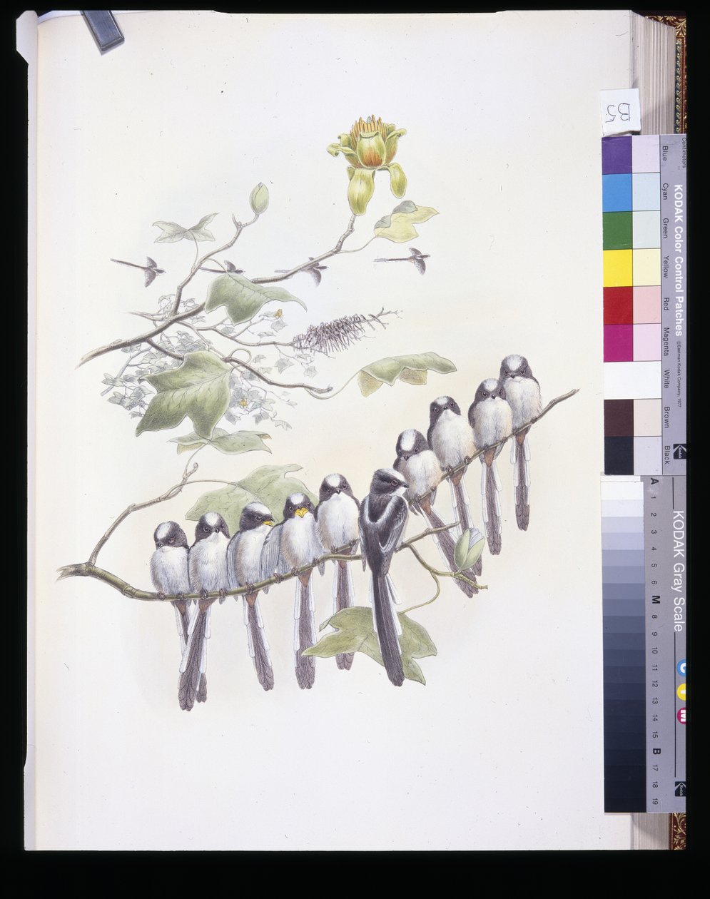 Langhalet mejse (Mecistura Caudata) (håndfarvet litho) af John (after) Gould