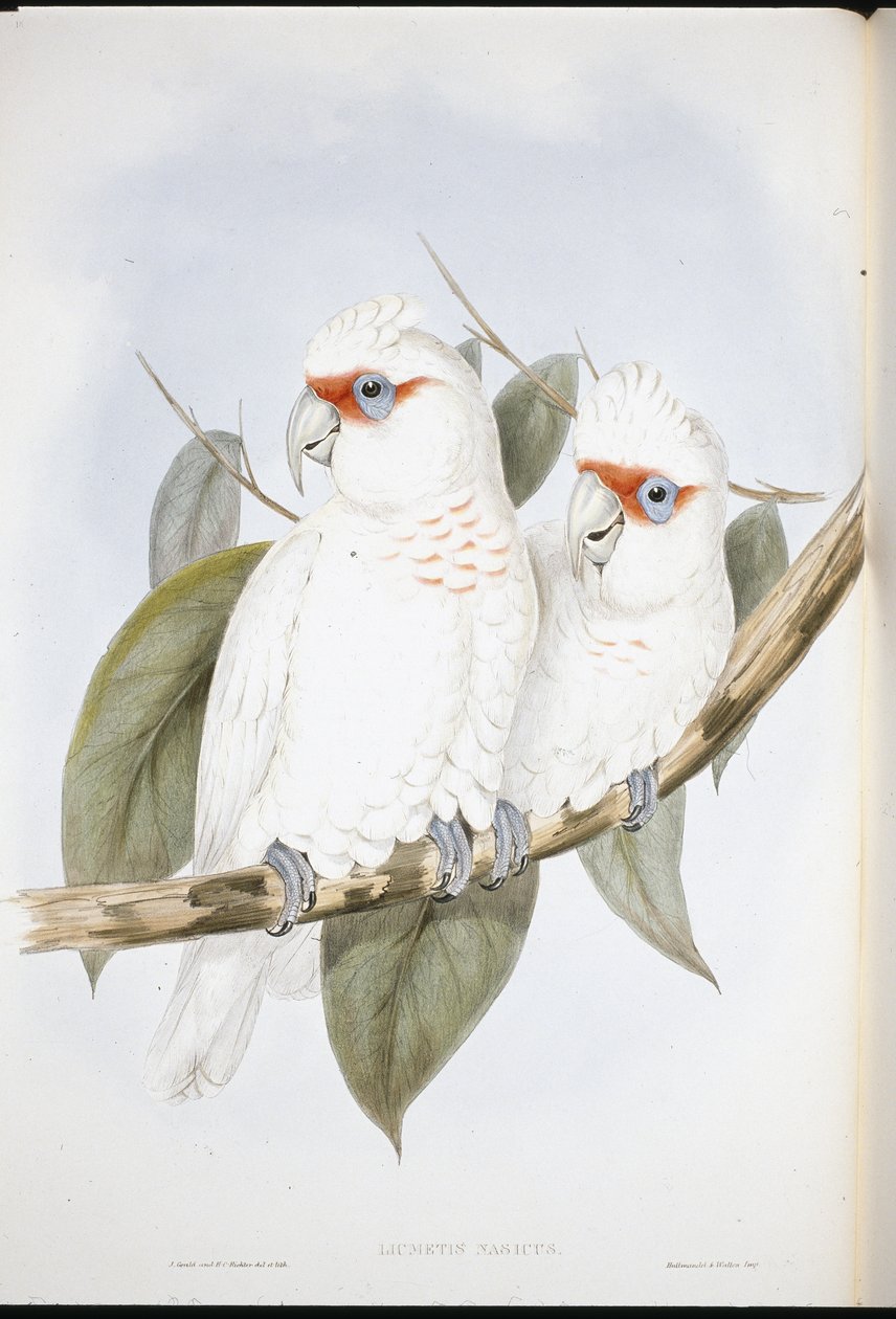Langnæbbet kakadue (Licmetis Nasicus) (håndfarvet litho) af John (after) Gould