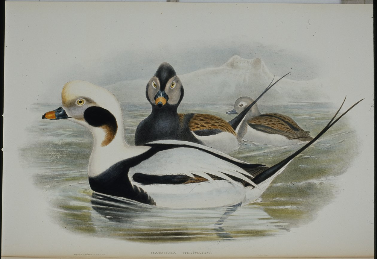 Langhaleand (Harelda Glacialis) (håndfarvet litho) af John (after) Gould