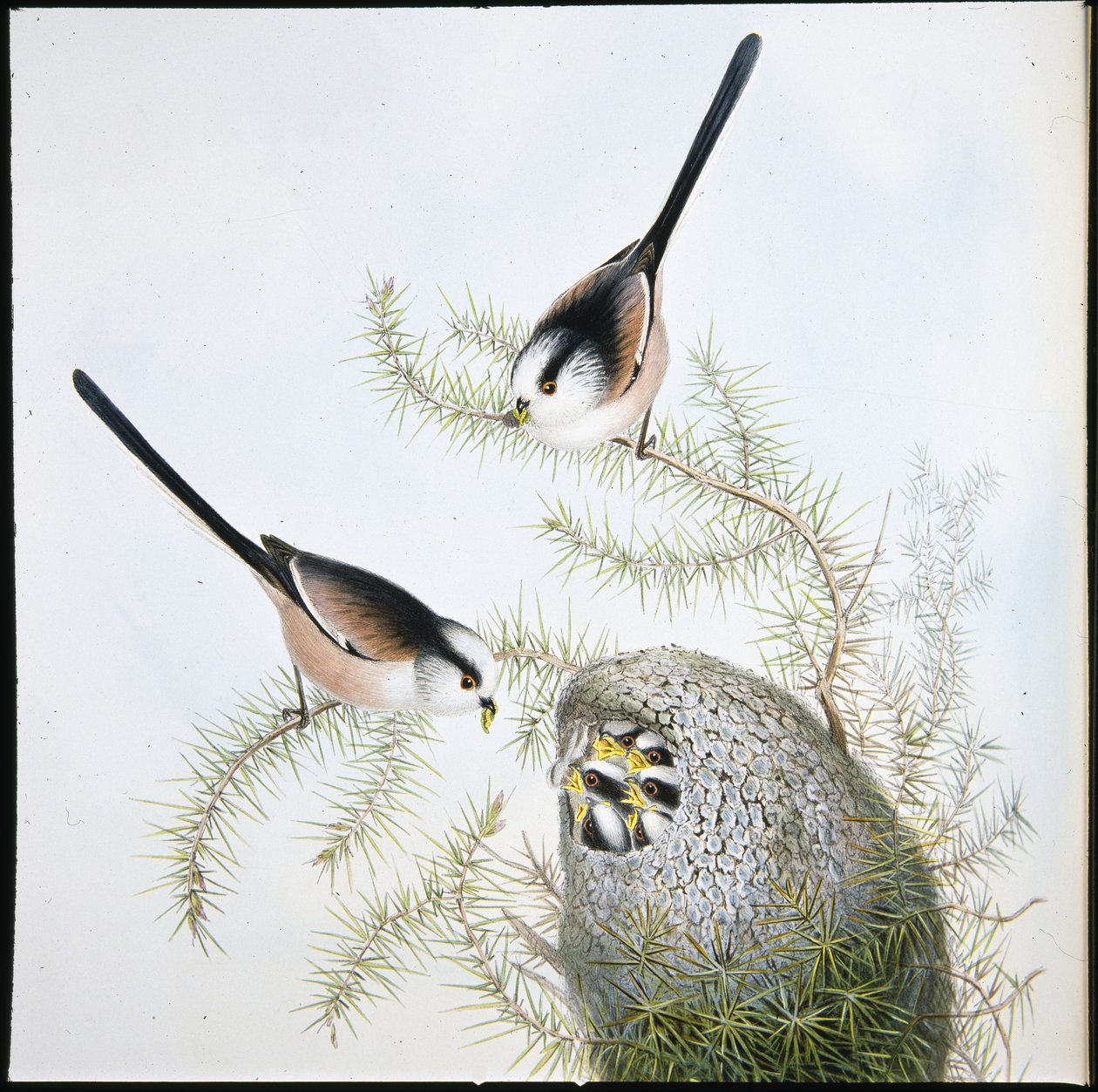 Langhalemejse (Mecistura Caudata) (håndfarvet litho) af John (after) Gould