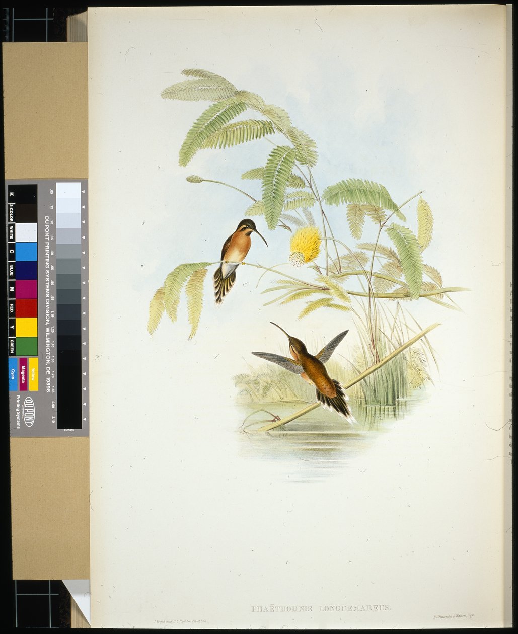 Longeumares Eremit (Phaethornis Longuemareus) (håndfarvet litho) af John (after) Gould