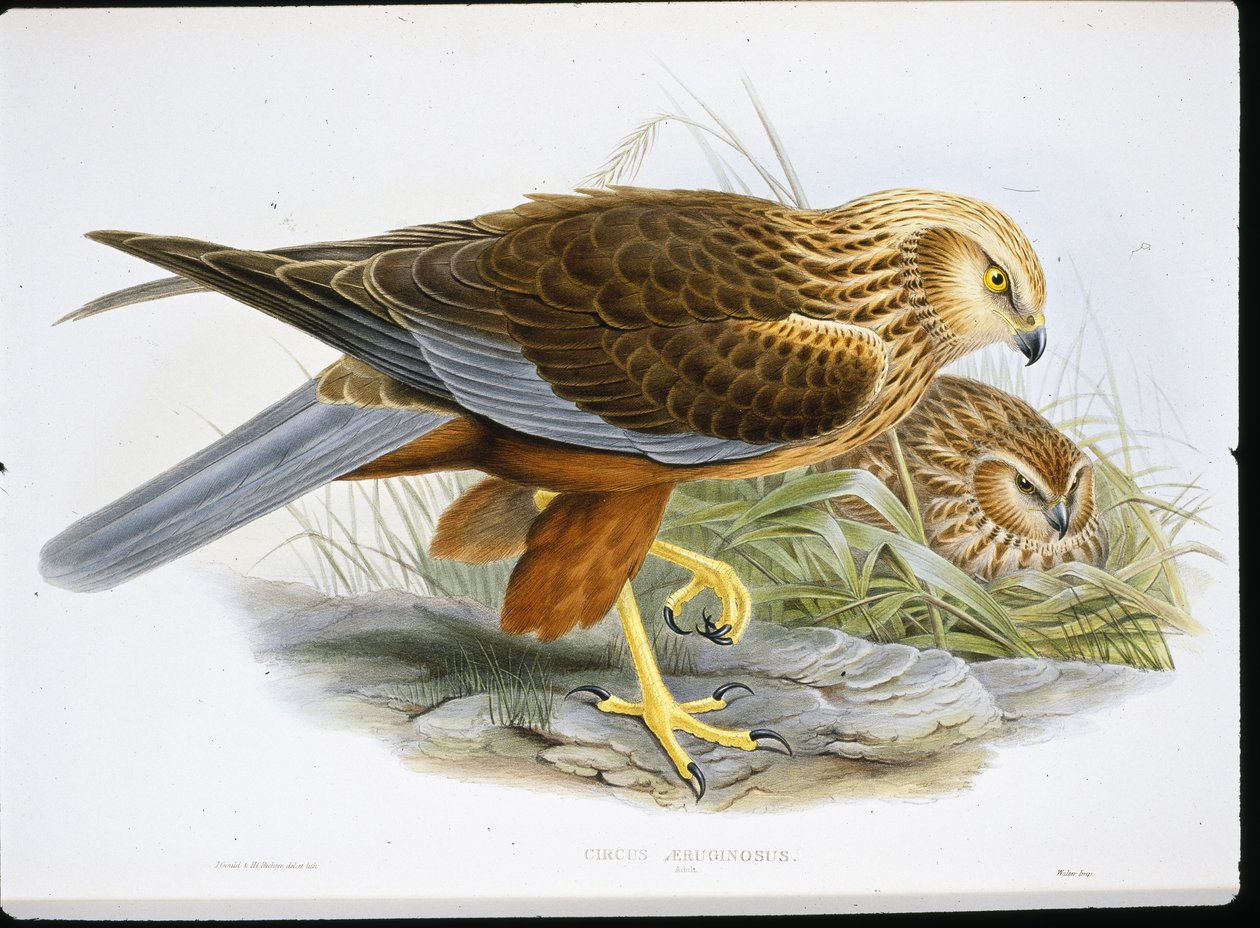 Marsh Harrier (Circus Aeruginosus) (farvet gravering) af John (after) Gould