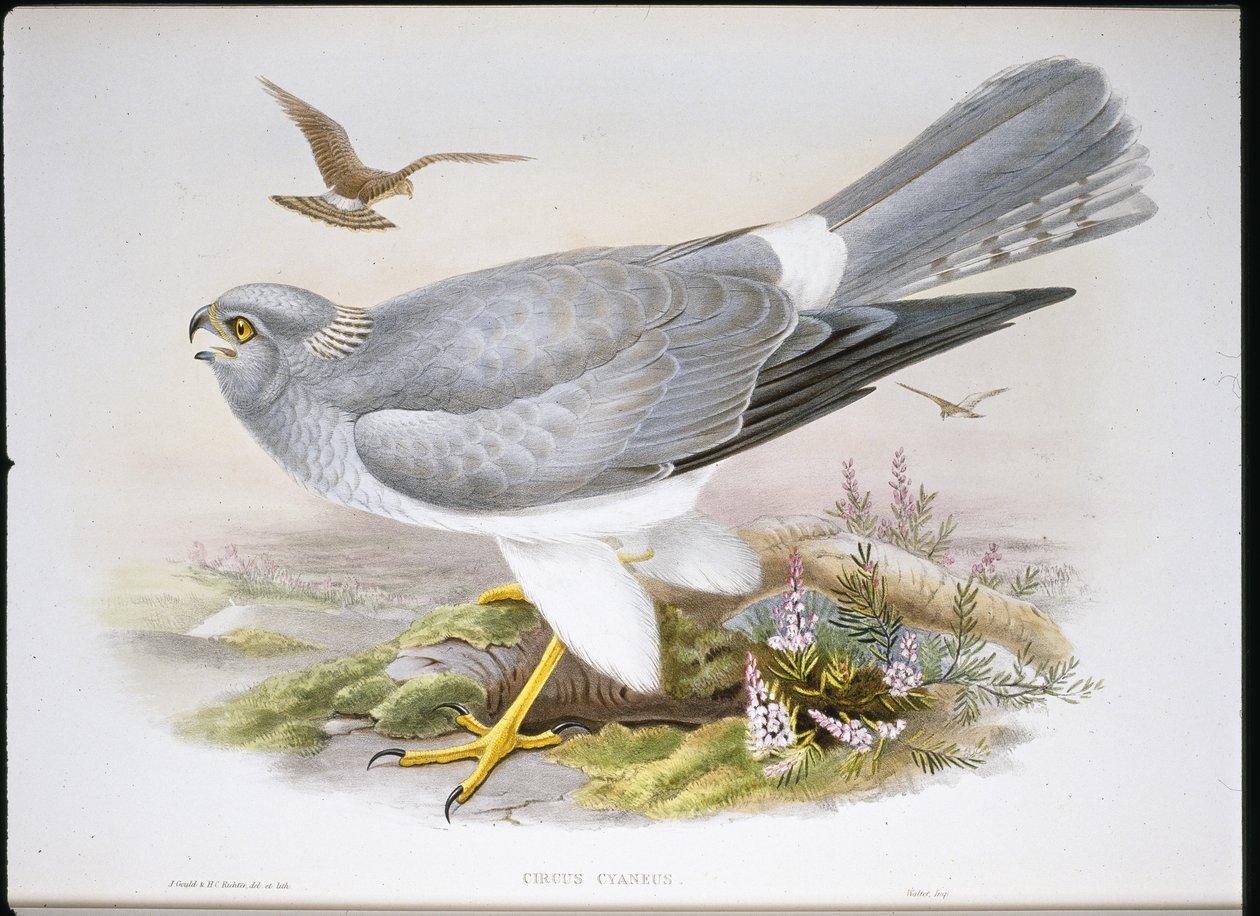 Marsh Harrier (Circus Aeruginosus) (håndfarvet litho) af John (after) Gould