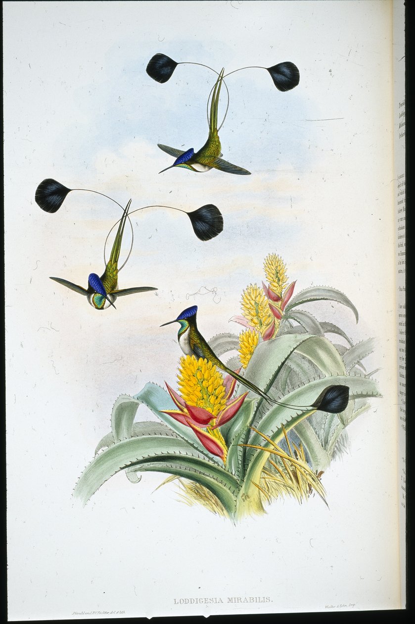 Vidunderlig kolibri (Loddigesia Mirabilis) (håndfarvet litho) af John (after) Gould