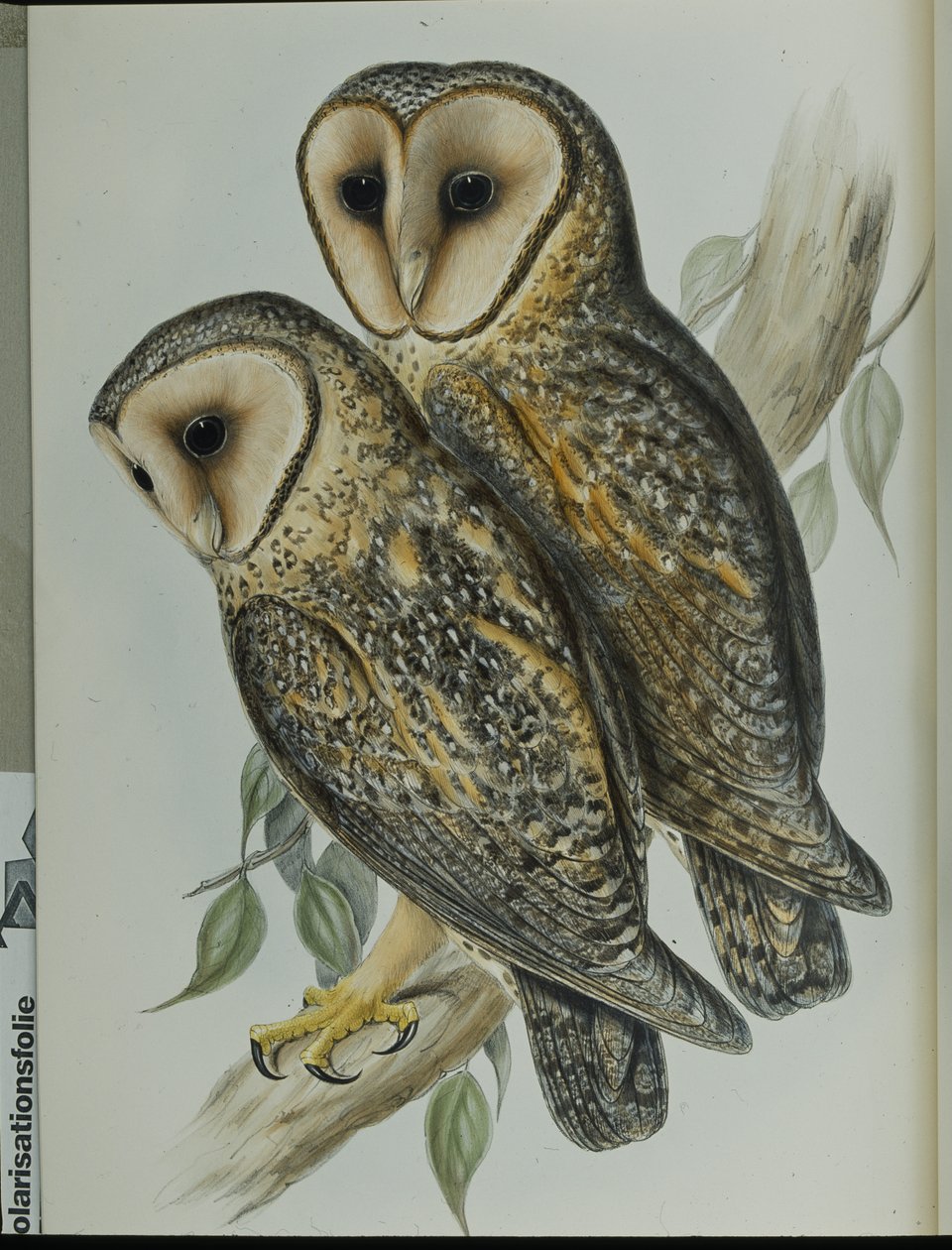 Maskeret slørugle (Strix Personata) (håndfarvet litho) af John (after) Gould