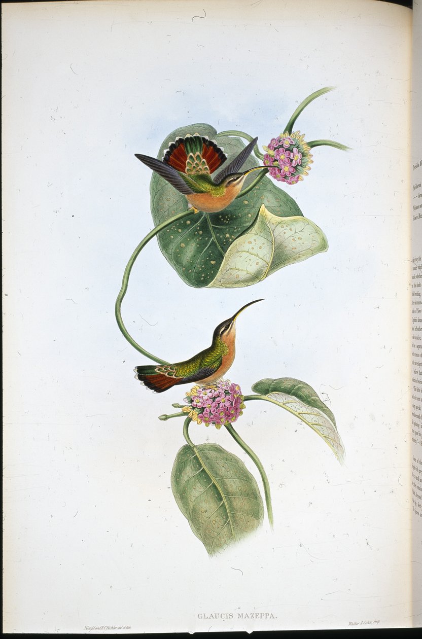 Mazeppa Eremit (Glaucis Mazeppa) (håndfarvet litho) af John (after) Gould