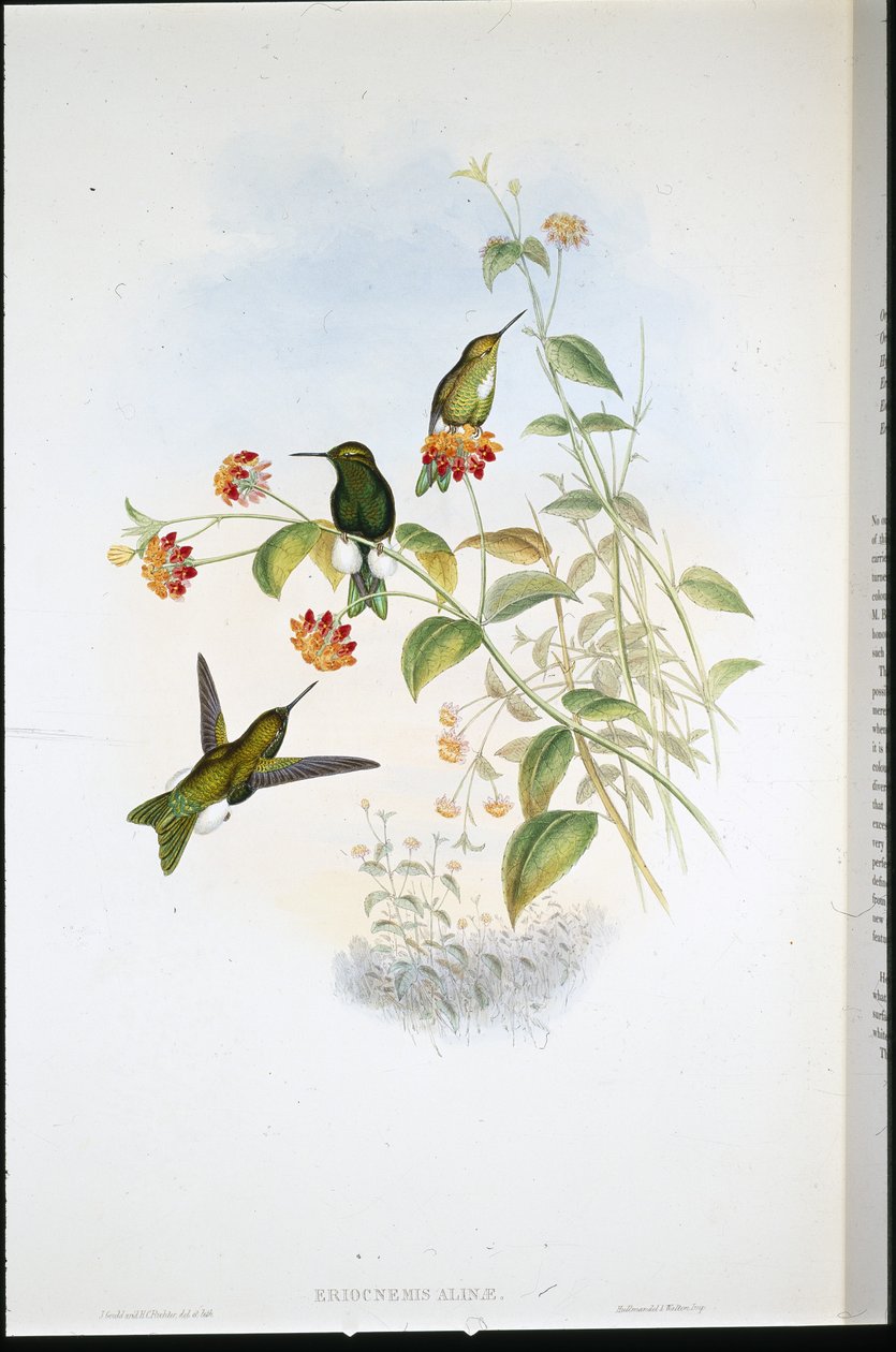Metallic Puff-leg (Eriocnemis Alinae) (håndkoloreret litografi) af John (after) Gould