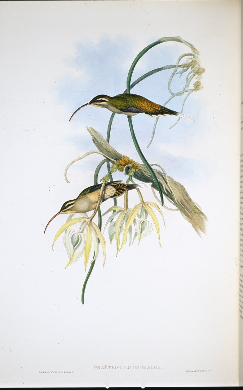 Mexicansk eremit (Phaethornis Cephalus) (håndfarvet litho) af John (after) Gould