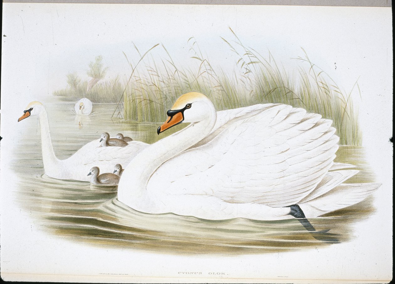 Stumsvane (Cygnus Olor) (håndfarvede medlemmer) af John (after) Gould