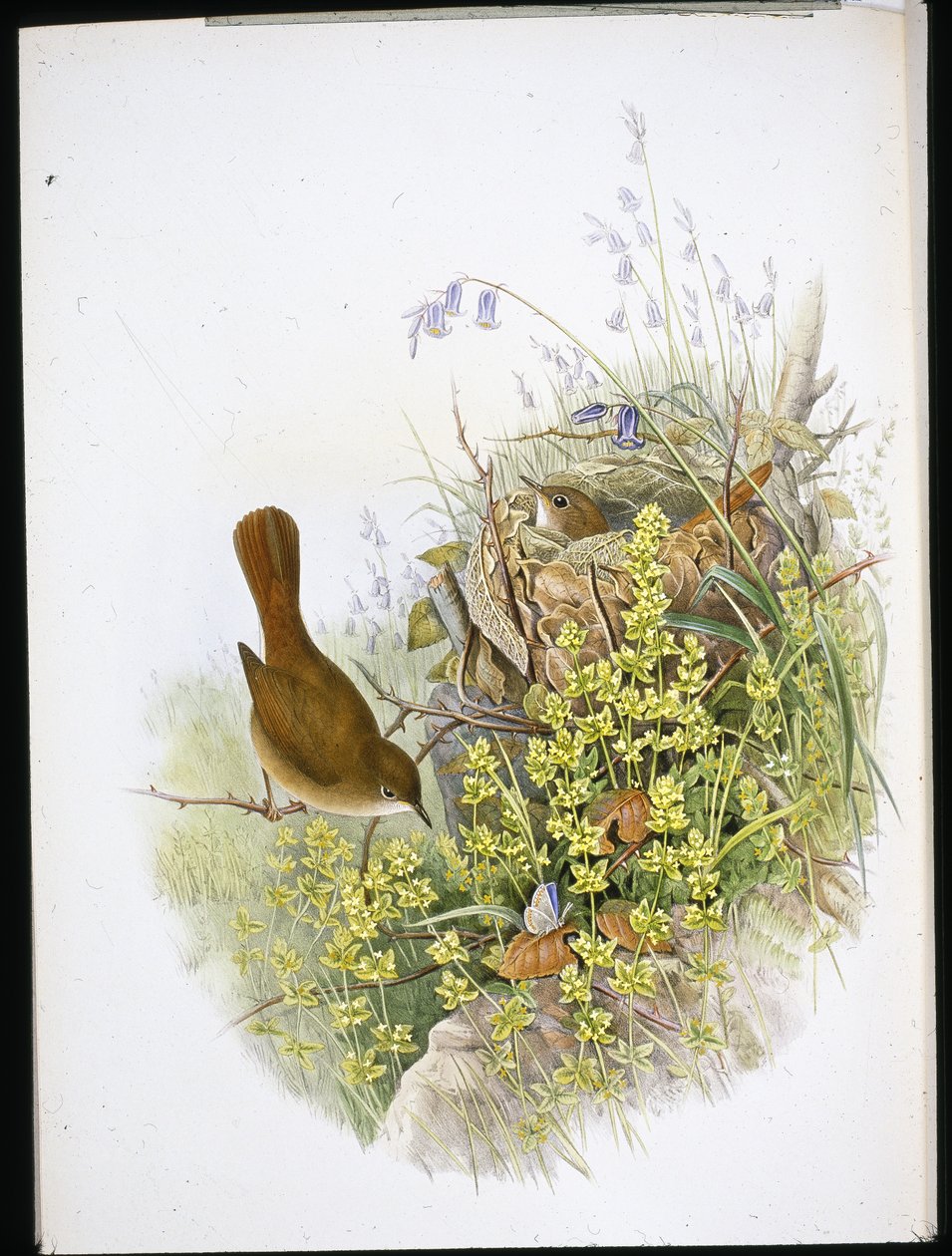 Nattergal (håndfarvet litho) af John (after) Gould