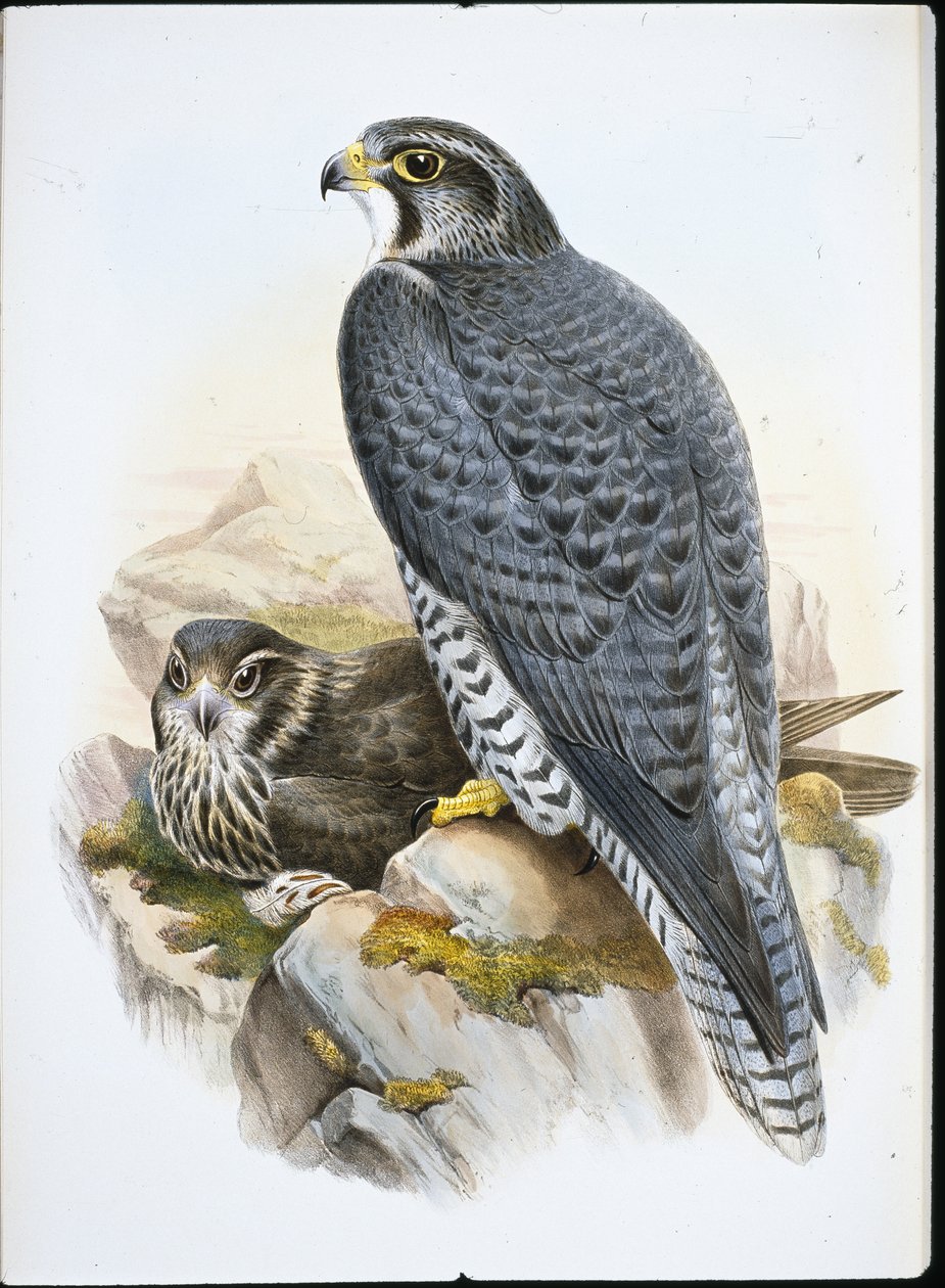 Norsk eller Gyrfalcon Falcon (Falco Gyrfalco) (håndfarvet litho) af John (after) Gould