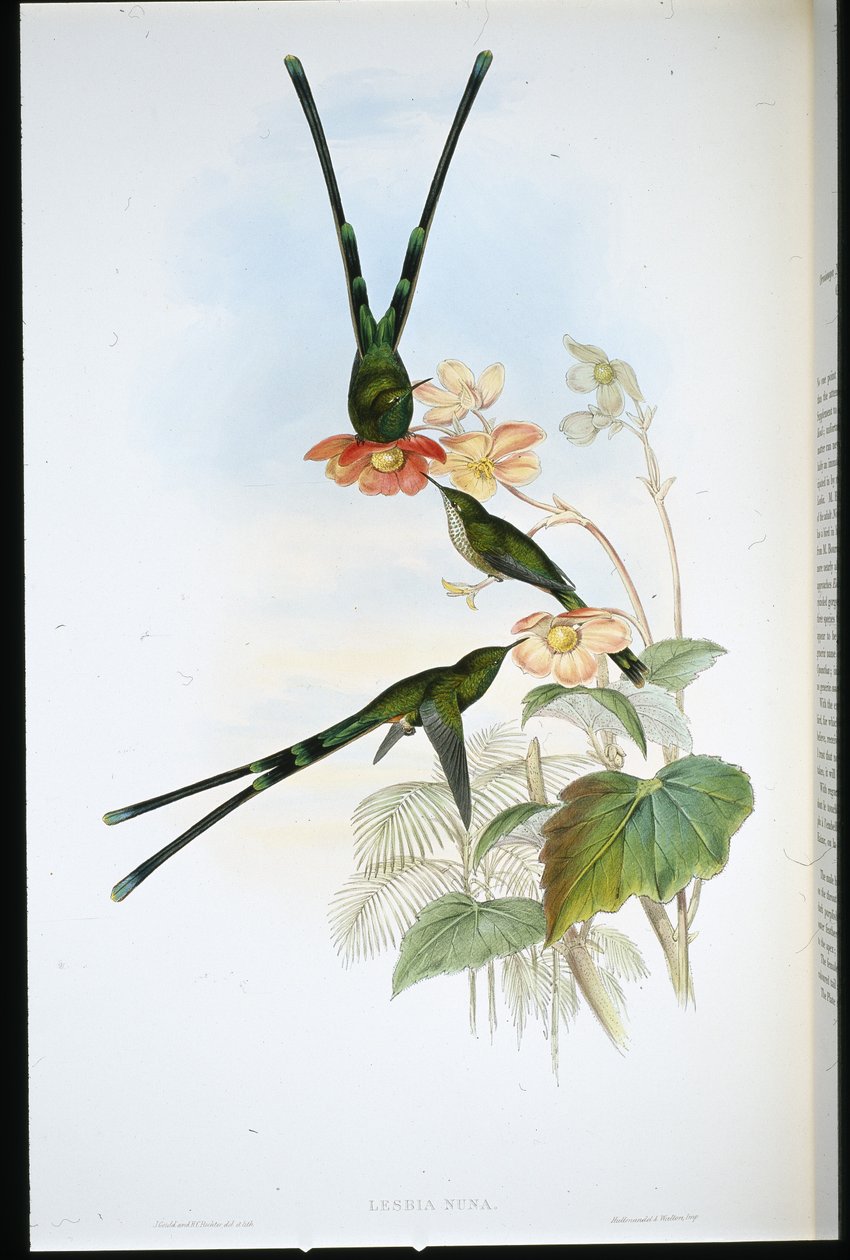 Nouna-koaliI (Lesbia Nuna) (håndfarvet litho) af John (after) Gould