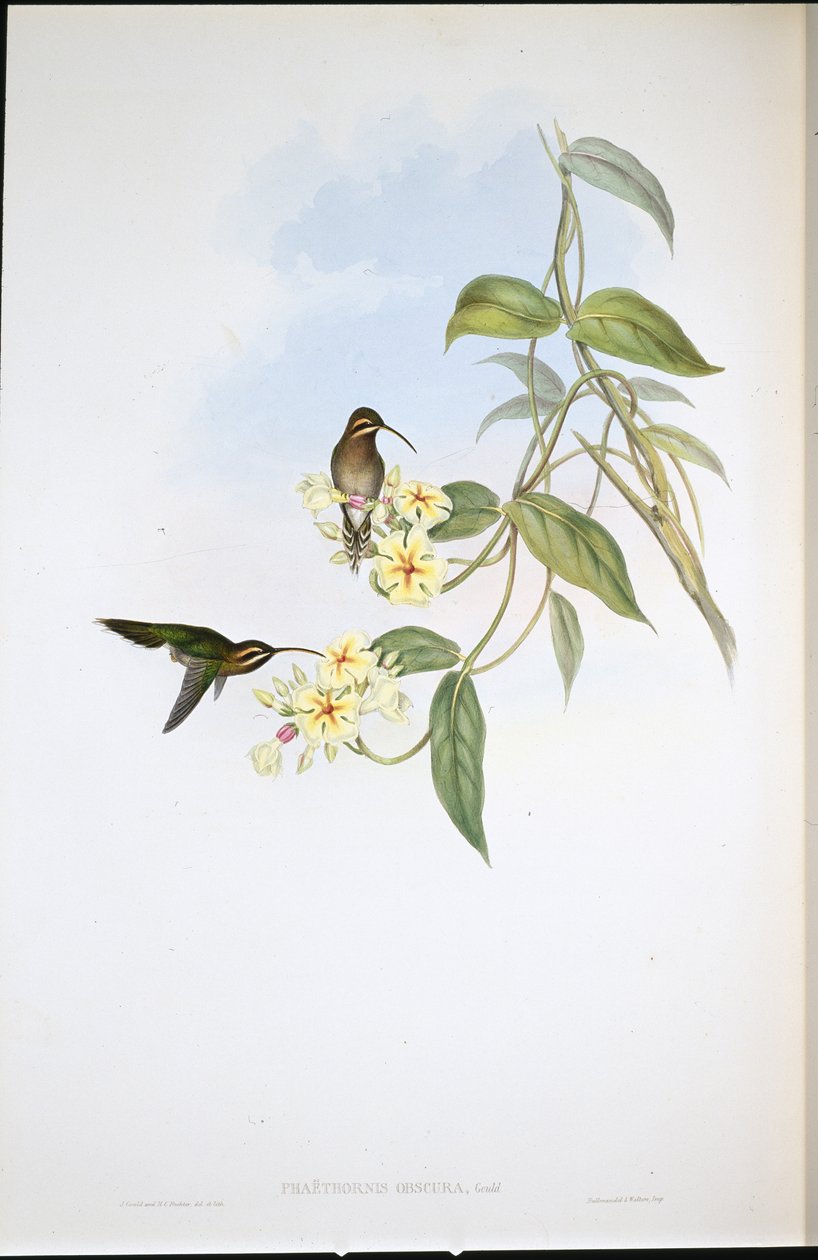 Obskur eremit (Phaethornis Obscura) (håndfarvet litho) af John (after) Gould