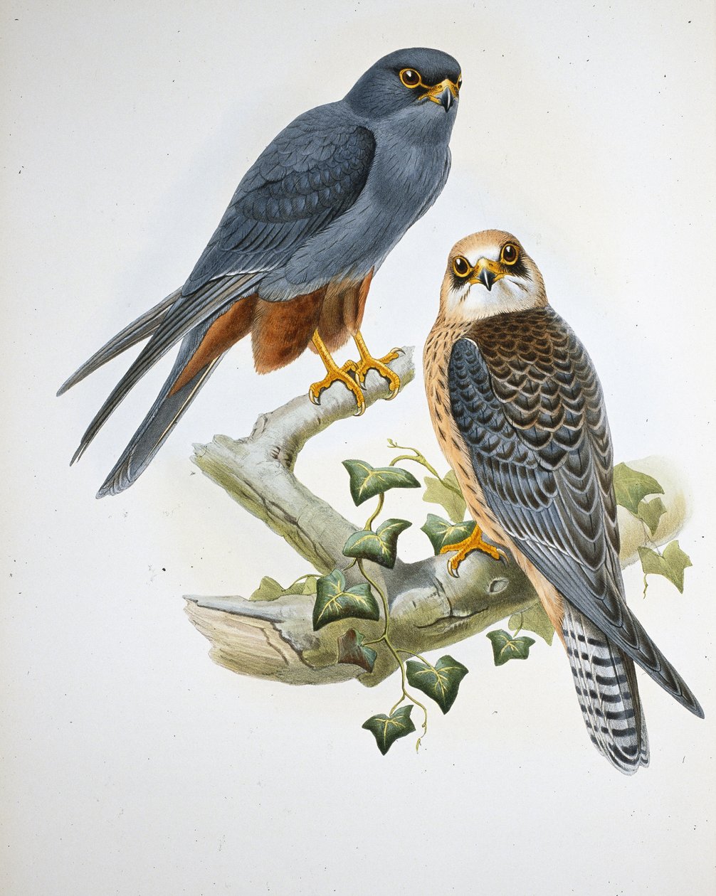 Orange-benet hobby (Erythropus Vespertinus) (håndfarvet litho) af John (after) Gould