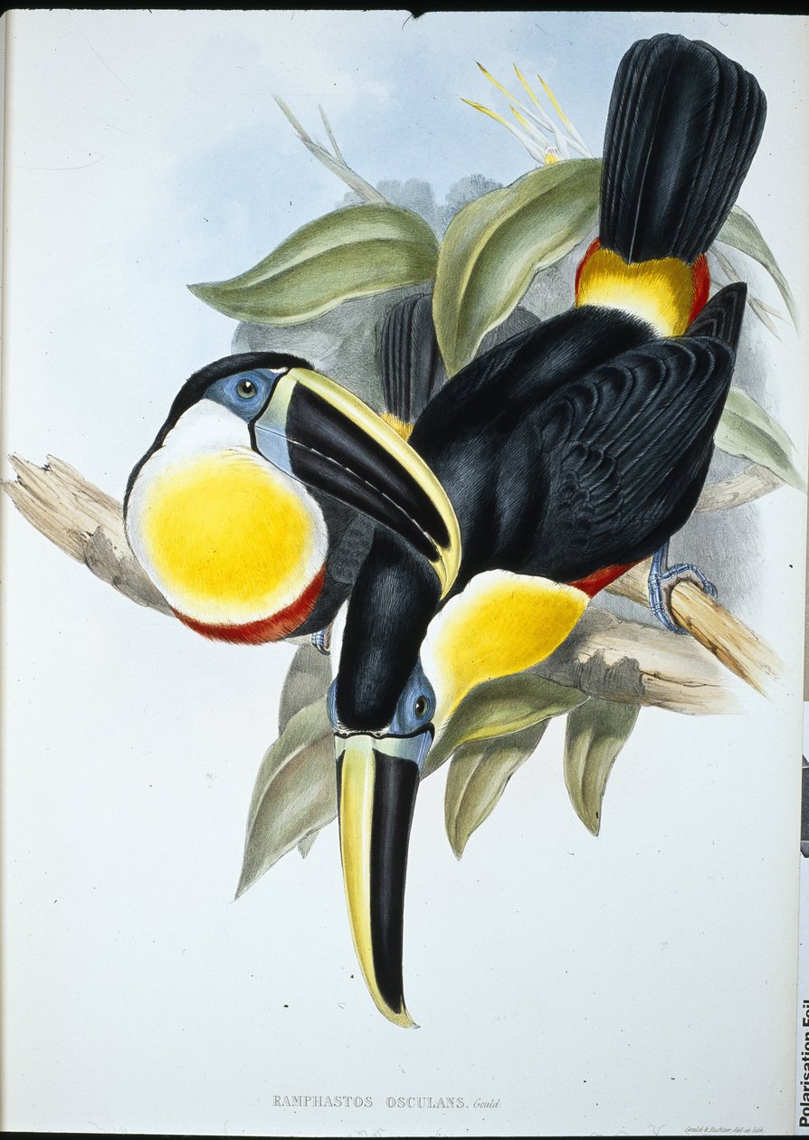 Osculant-tukan (Ramphastos Osculans) (håndkoloreret litografi) af John (after) Gould