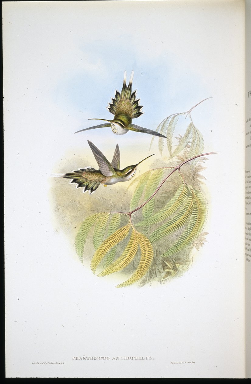 Bryllupseremit (Phalethornis anthophilis) (Håndbegravet Litho) af John (after) Gould