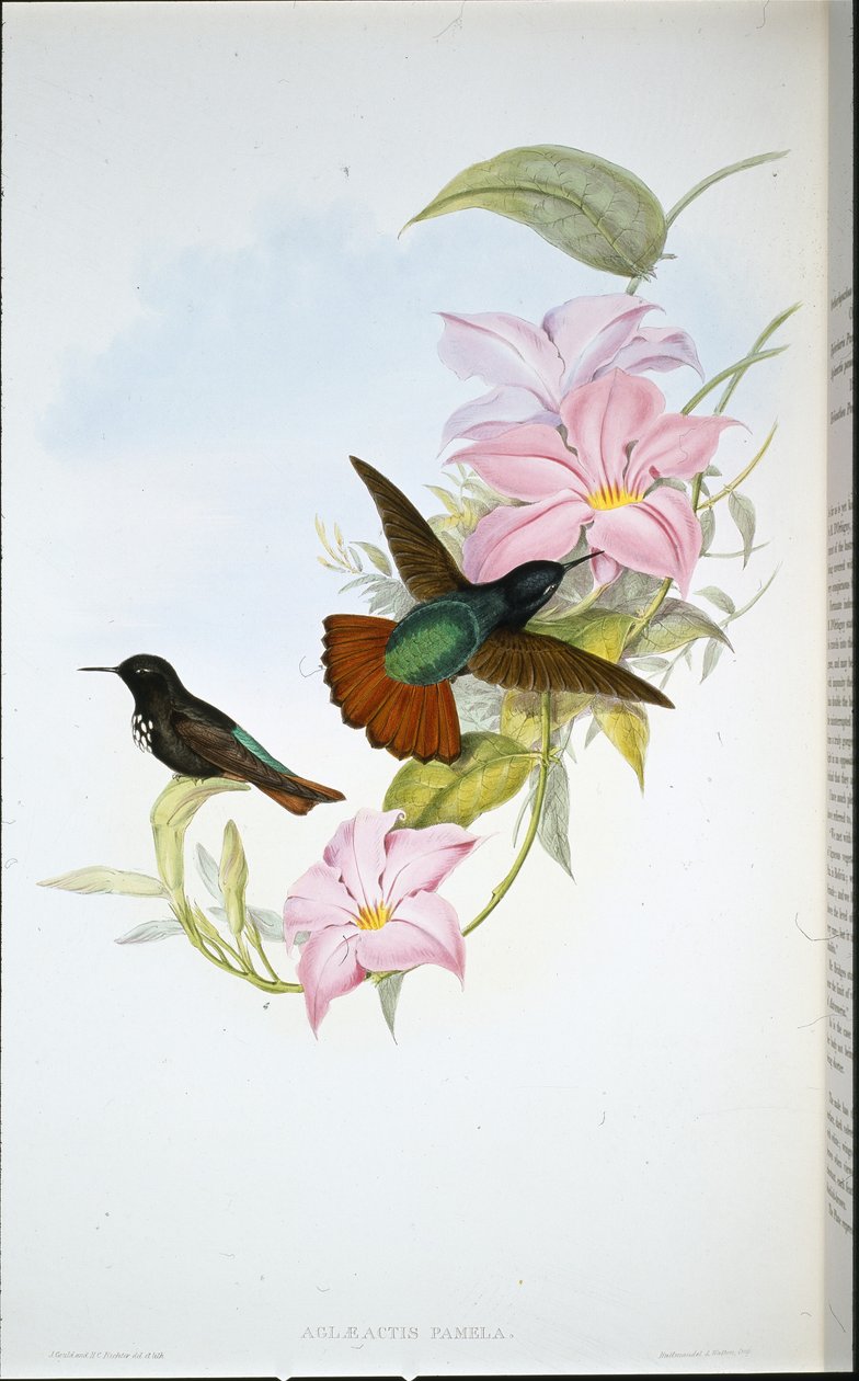 Pamelas solstråle (Aglaeactis Pamela) (håndfarvet litho) af John (after) Gould