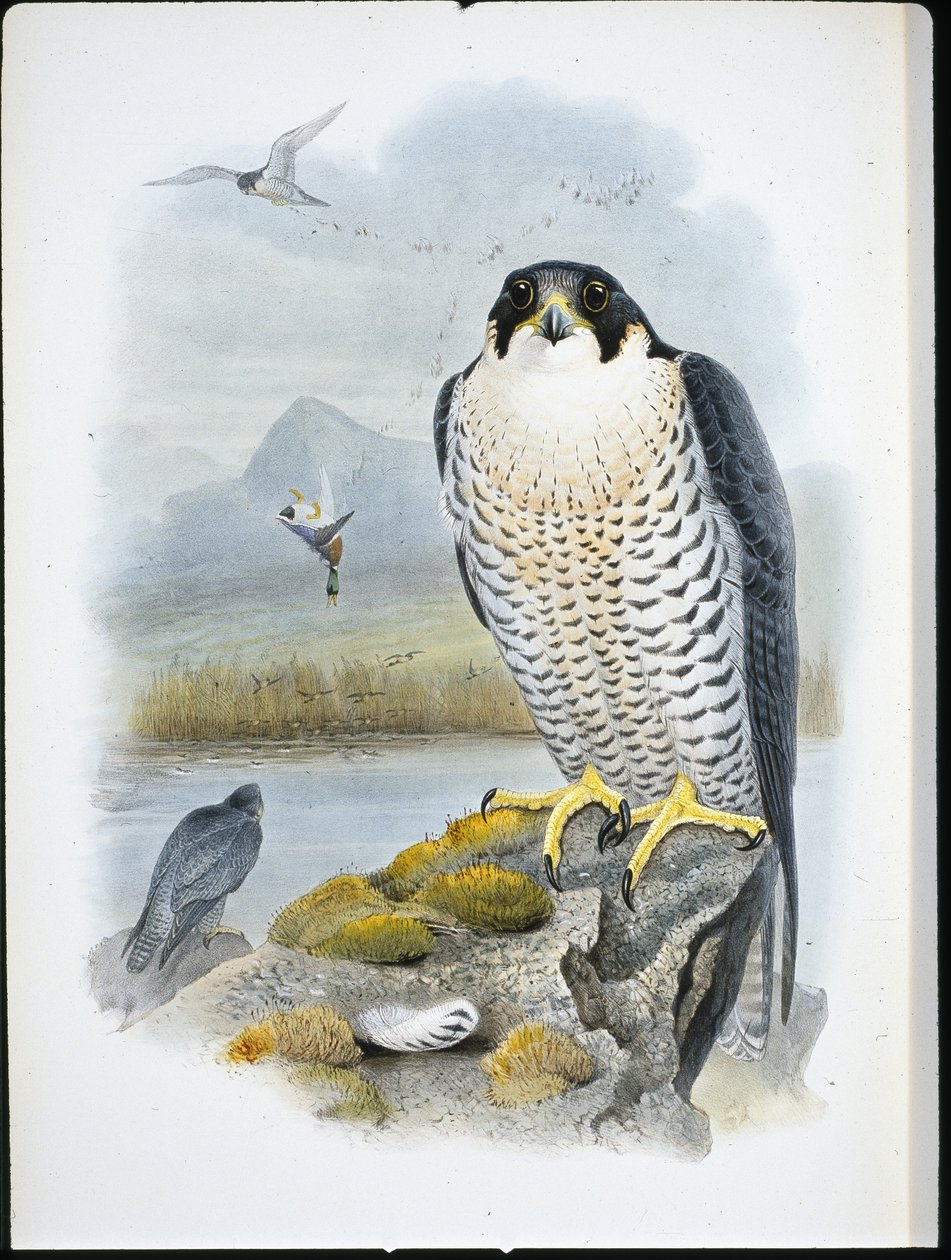 Vandrefalk (Falco Peregrinus) (håndfarvet litho) af John (after) Gould