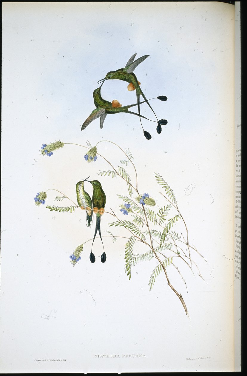 Peruansk ketcherhale (Spathura Peruana) (håndfarvet litho) af John (after) Gould