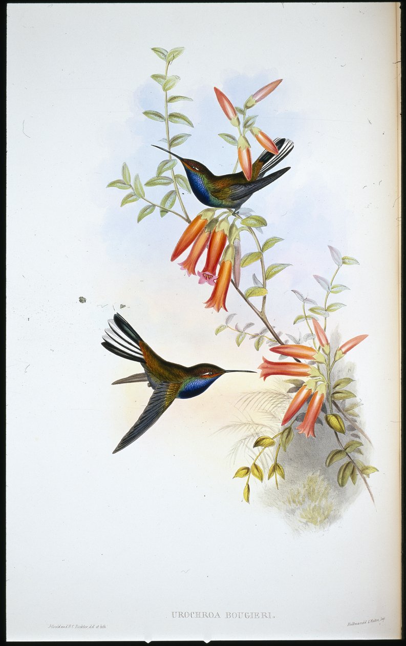 Pied-tail kolibri (Urochroa Bougieri) (håndfarvet litho) af John (after) Gould