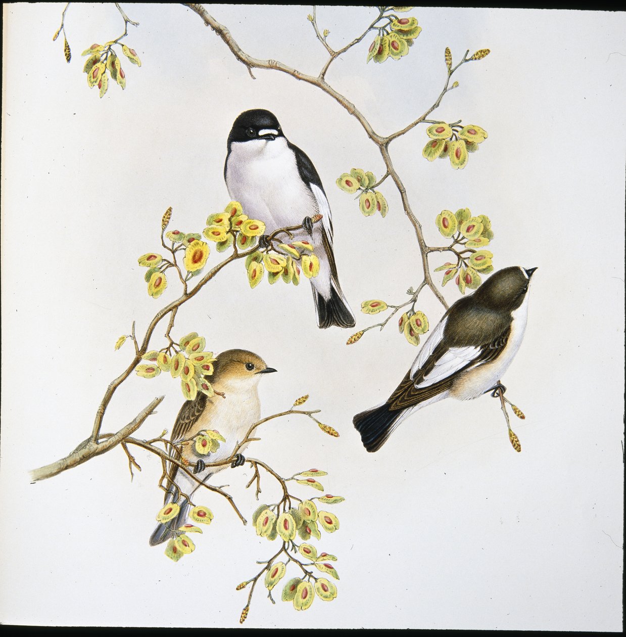 Pied Fluesnapper (Muscicapa Atricapilla) (håndfarvet litho) af John (after) Gould