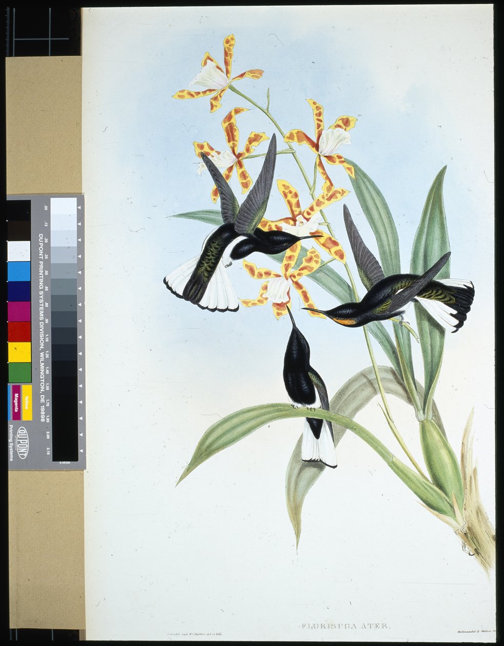 Pied Jacobin (florisuga ater) (håndfarvet litho) af John (after) Gould