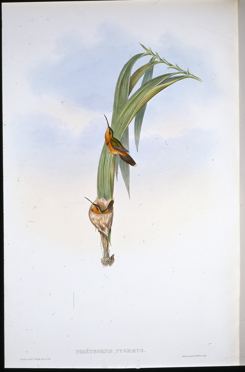Pigmy Eremit (Phaethornis Pygmaeus) (håndfarvet litho) af John (after) Gould