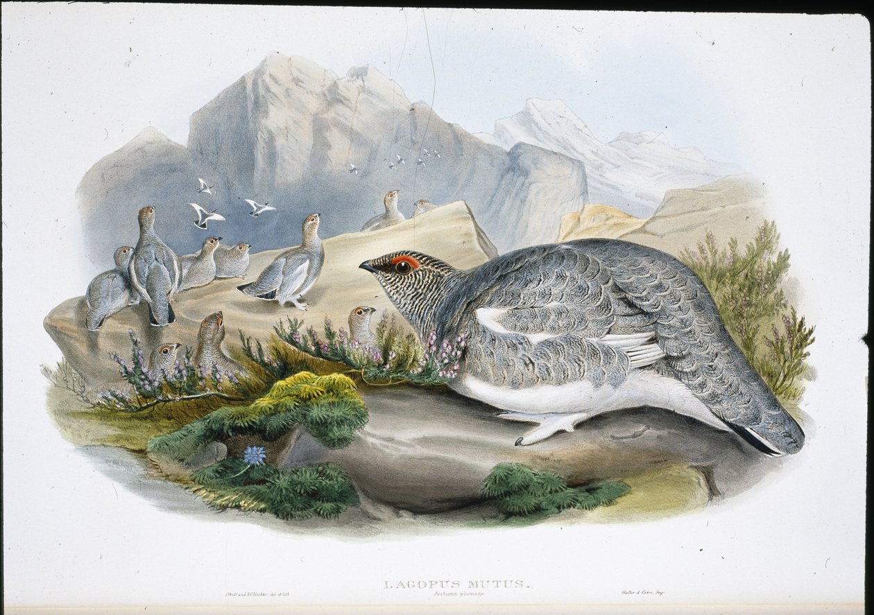 Rype (efterårsfjerdragt) (Lagopus Mutus) (håndfarvet litho) af John (after) Gould