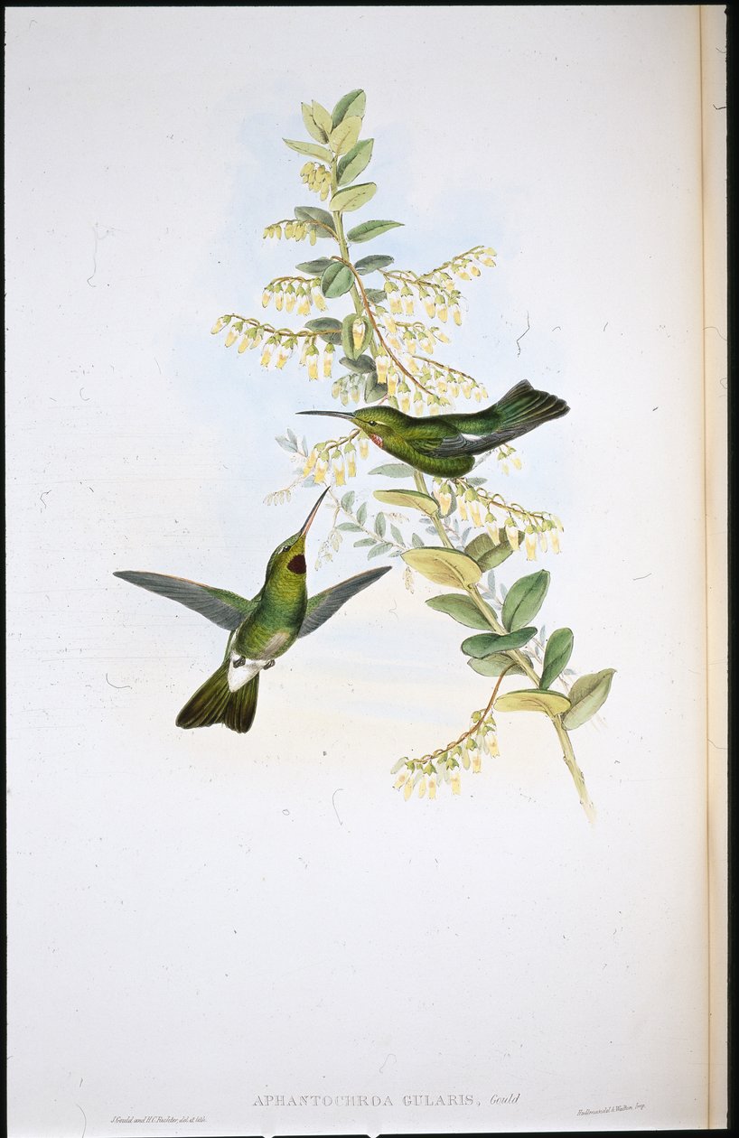 Loppehalset kolibri (Aphantochroa Gularis) (håndfarvede lemmer) af John (after) Gould