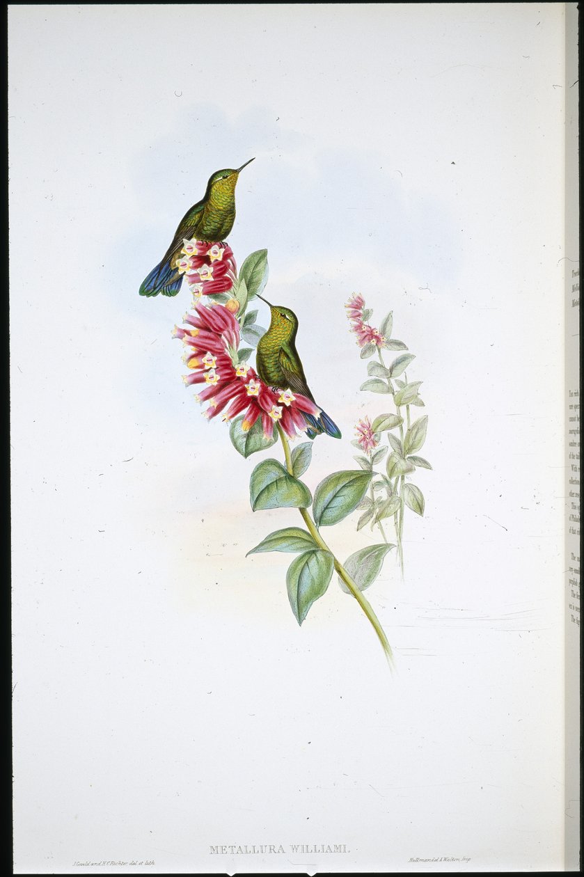 Purple-tail (Metallura Williami) (håndfarvet litho) af John (after) Gould