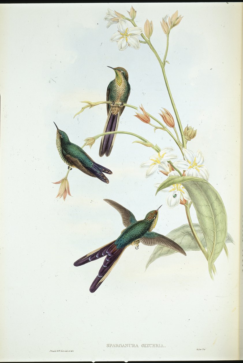Lilla-halekomet-kolibri (Sparganura Glyceria) (håndfarvet litho) af John (after) Gould
