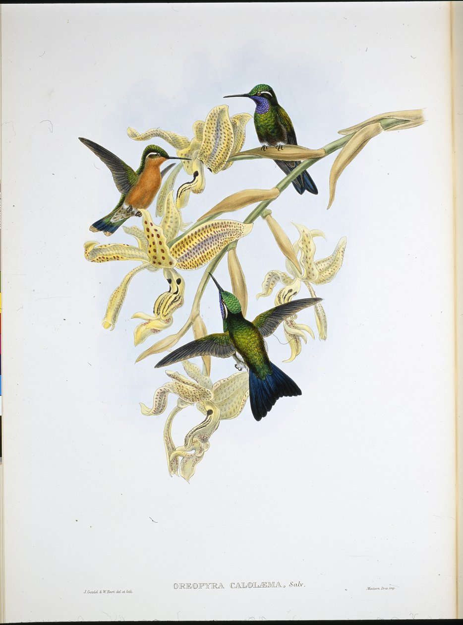 Lilla-strubet kolibri (Oreopyra Calolaema) (håndfarvet litho) af John (after) Gould
