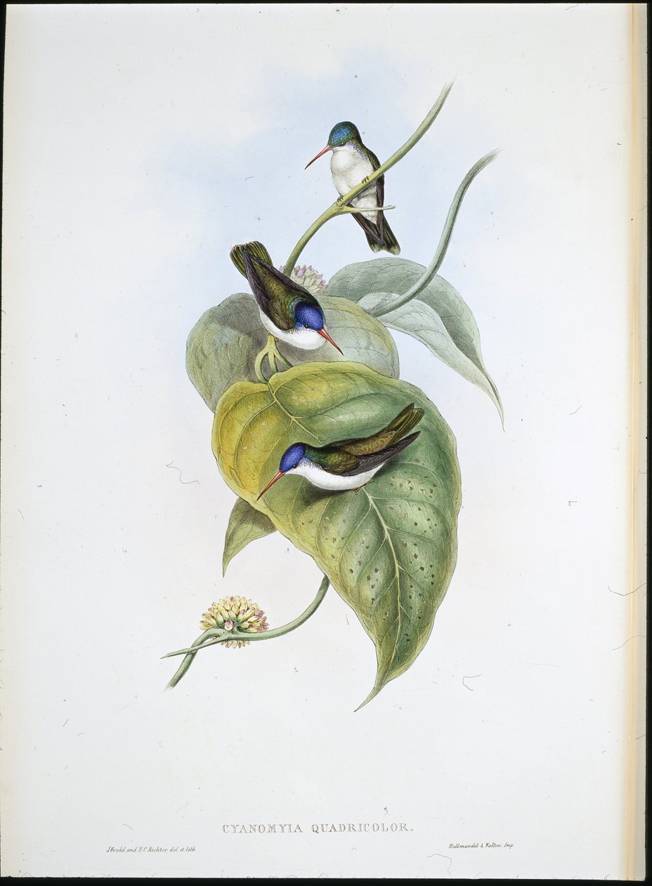 Rødnæbbet Azur-krone (Cyanomyia Quadricolor) (håndfarvet litho) af John (after) Gould