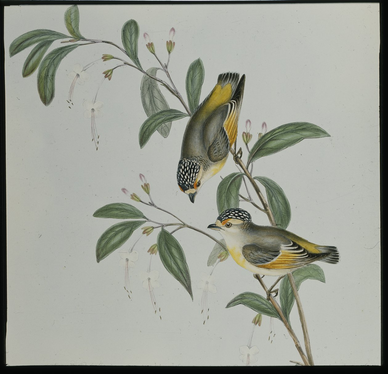 Rød-lored Pardalote (pardalotus rubricatus) (håndfarvet litho) af John (after) Gould