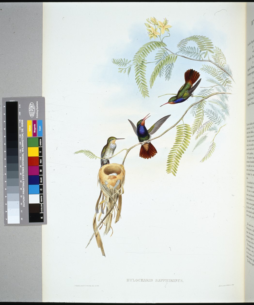 Rødstrubet safir (hylocharis sapphirinus) (håndfarvet litho) af John (after) Gould