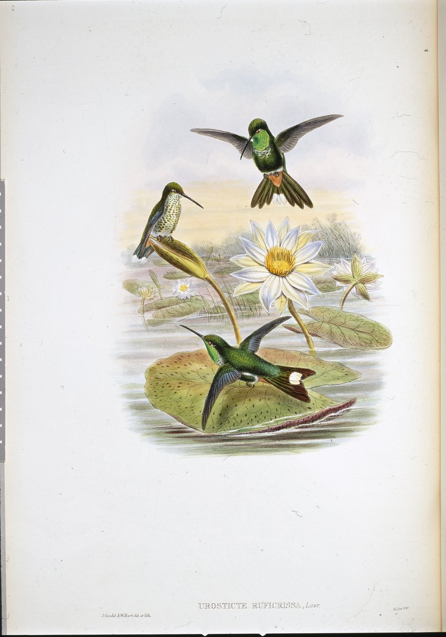 Rød-udluftet kolibri med hvid spids (Urosticte Ruficrissa) (håndfarvet litho) af John (after) Gould